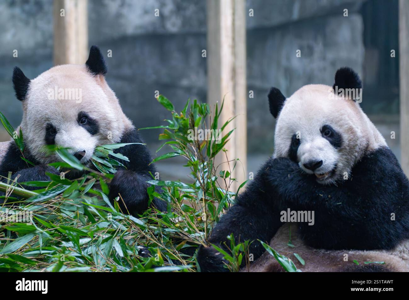 CHONGQING, CHINA JANUARY 4, 2025 Giant pandas eat bamboo shoots at