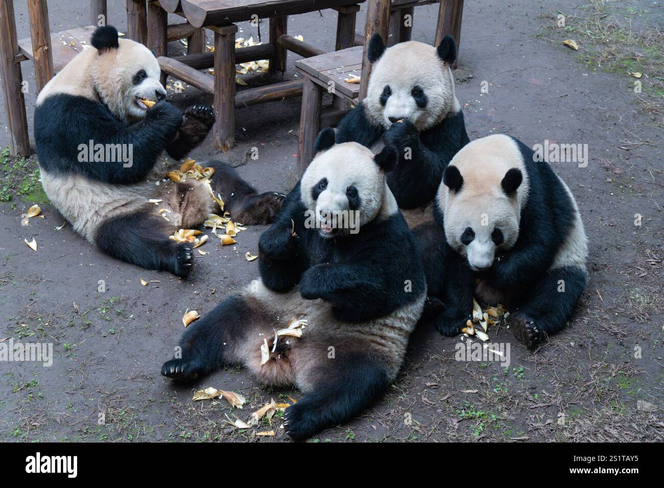CHONGQING, CHINA JANUARY 4, 2025 Giant pandas gather around a table