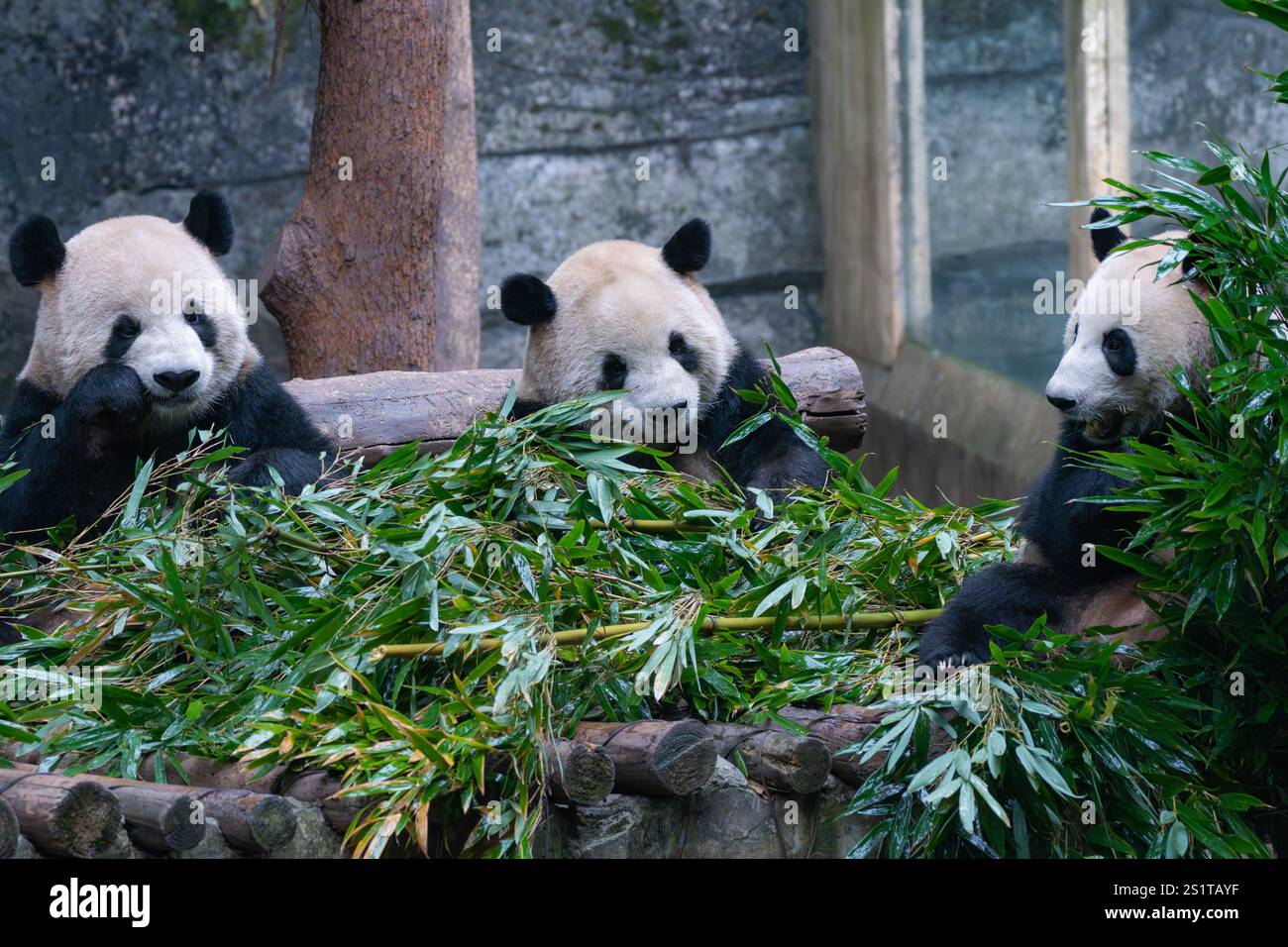 CHONGQING, CHINA JANUARY 4, 2025 Giant pandas eat bamboo shoots at