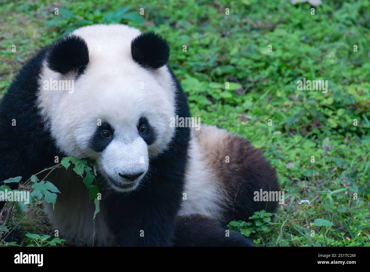 CHONGQING, CHINA JANUARY 4, 2025 A giant panda plays at Chongqing