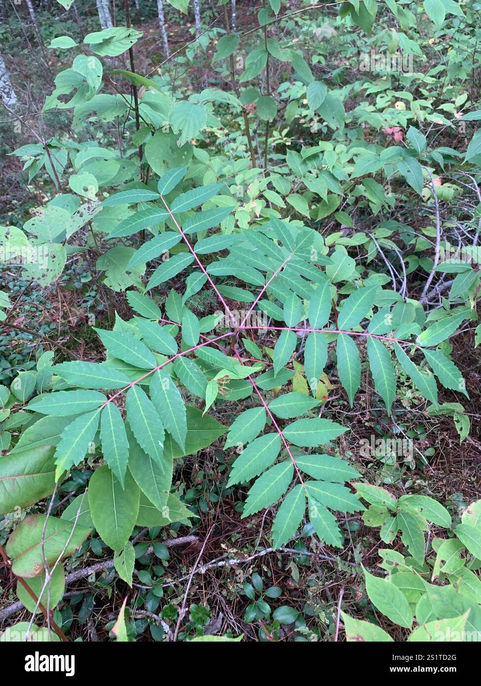 smooth sumac (Rhus glabra Stock Photo - Alamy
