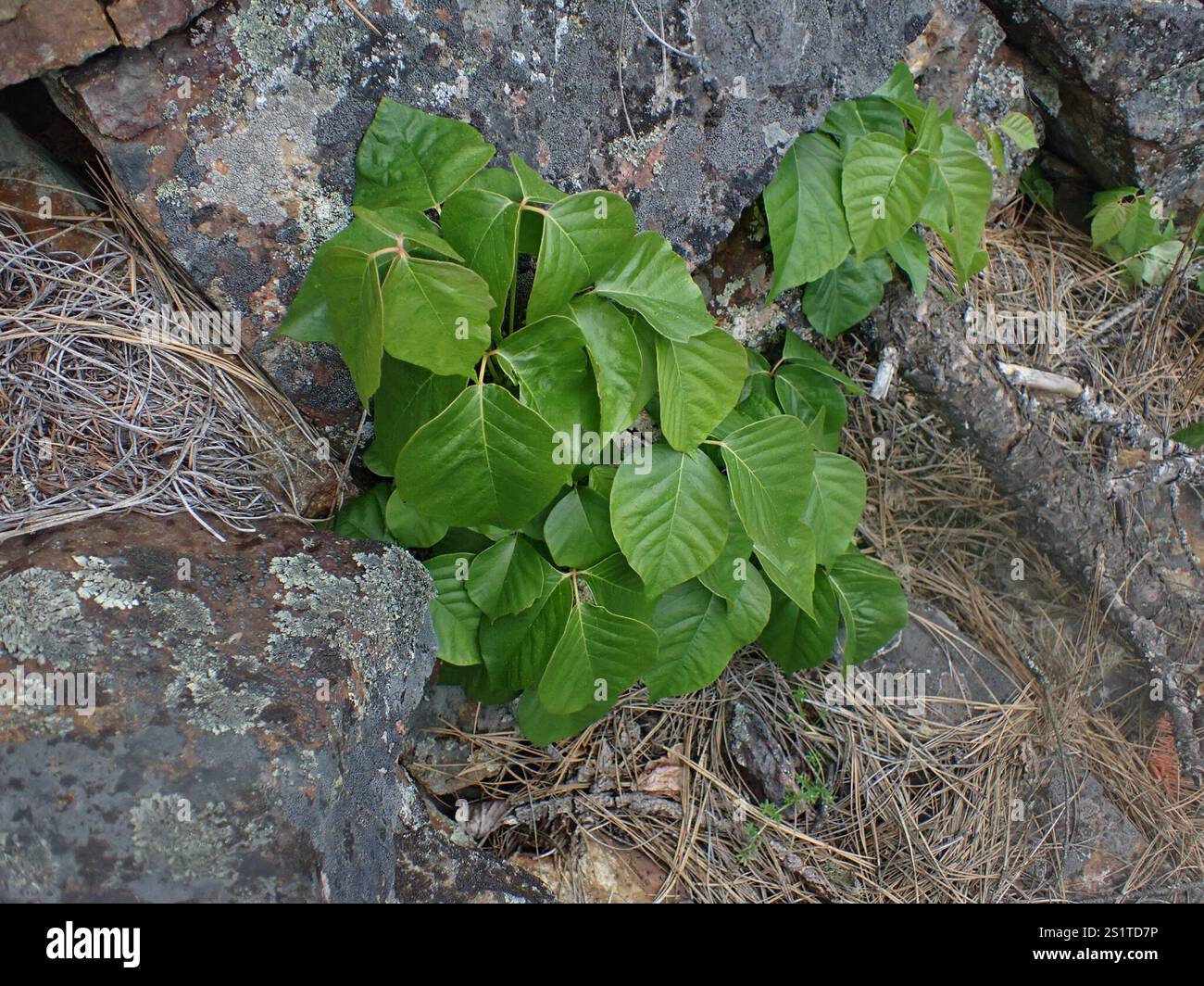western poison ivy (Toxicodendron rydbergii Stock Photo - Alamy
