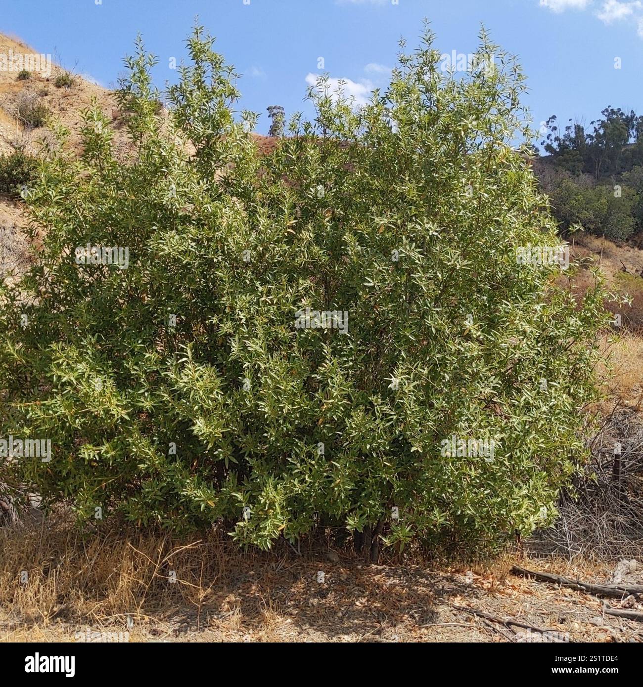 California bay (Umbellularia californica Stock Photo - Alamy