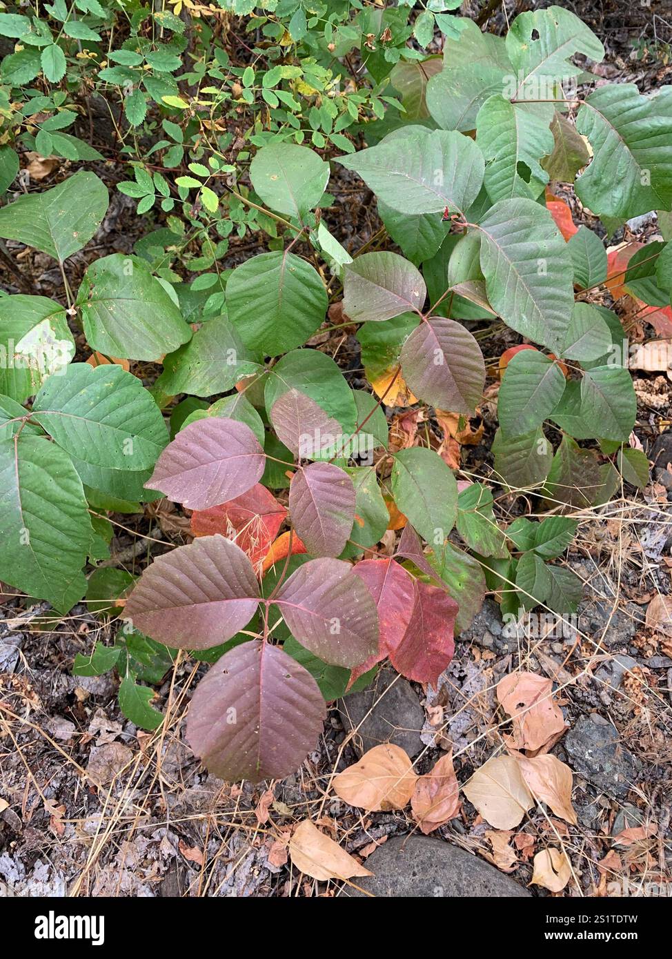 western poison ivy (Toxicodendron rydbergii Stock Photo - Alamy