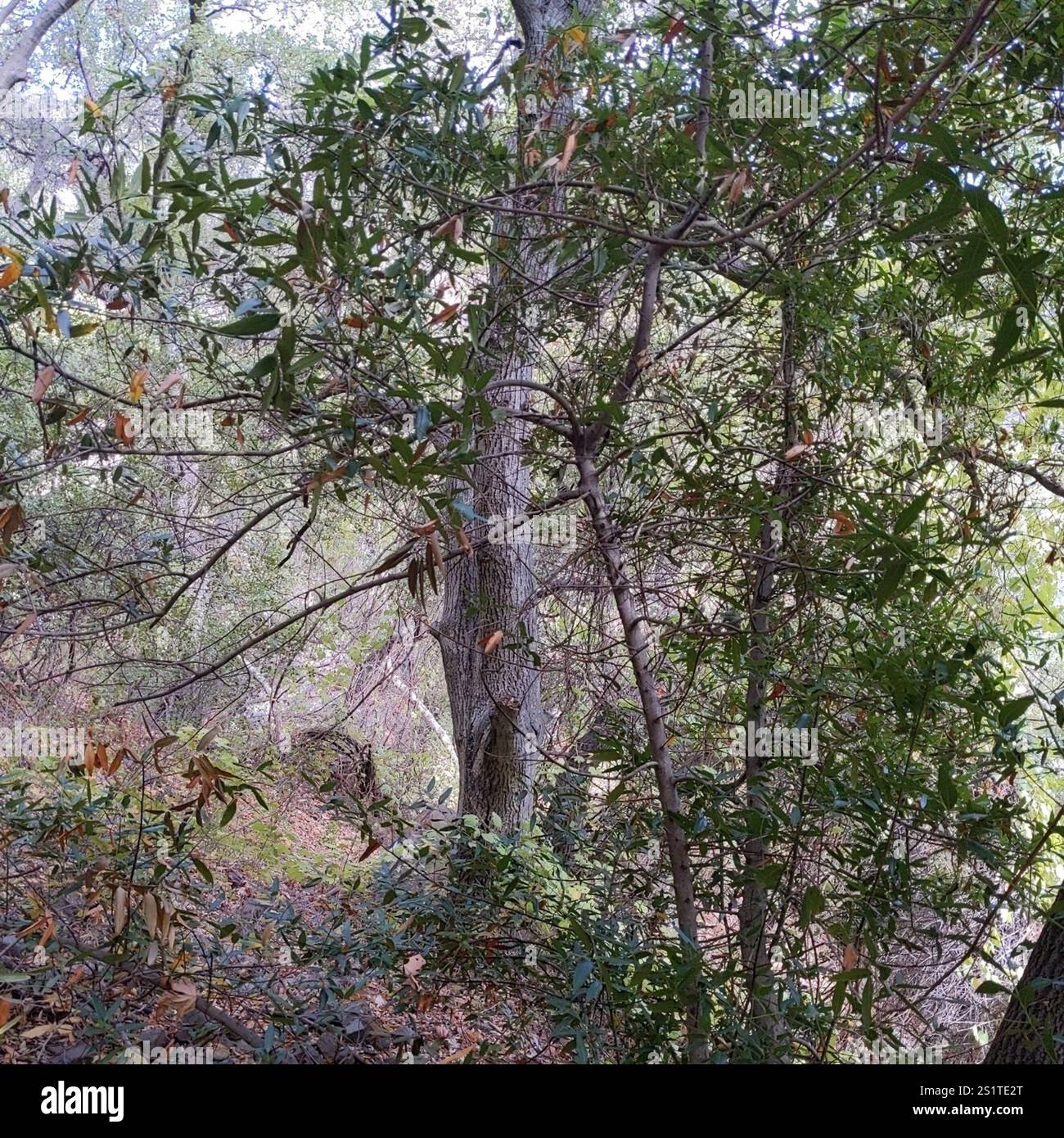 California bay (Umbellularia californica Stock Photo - Alamy