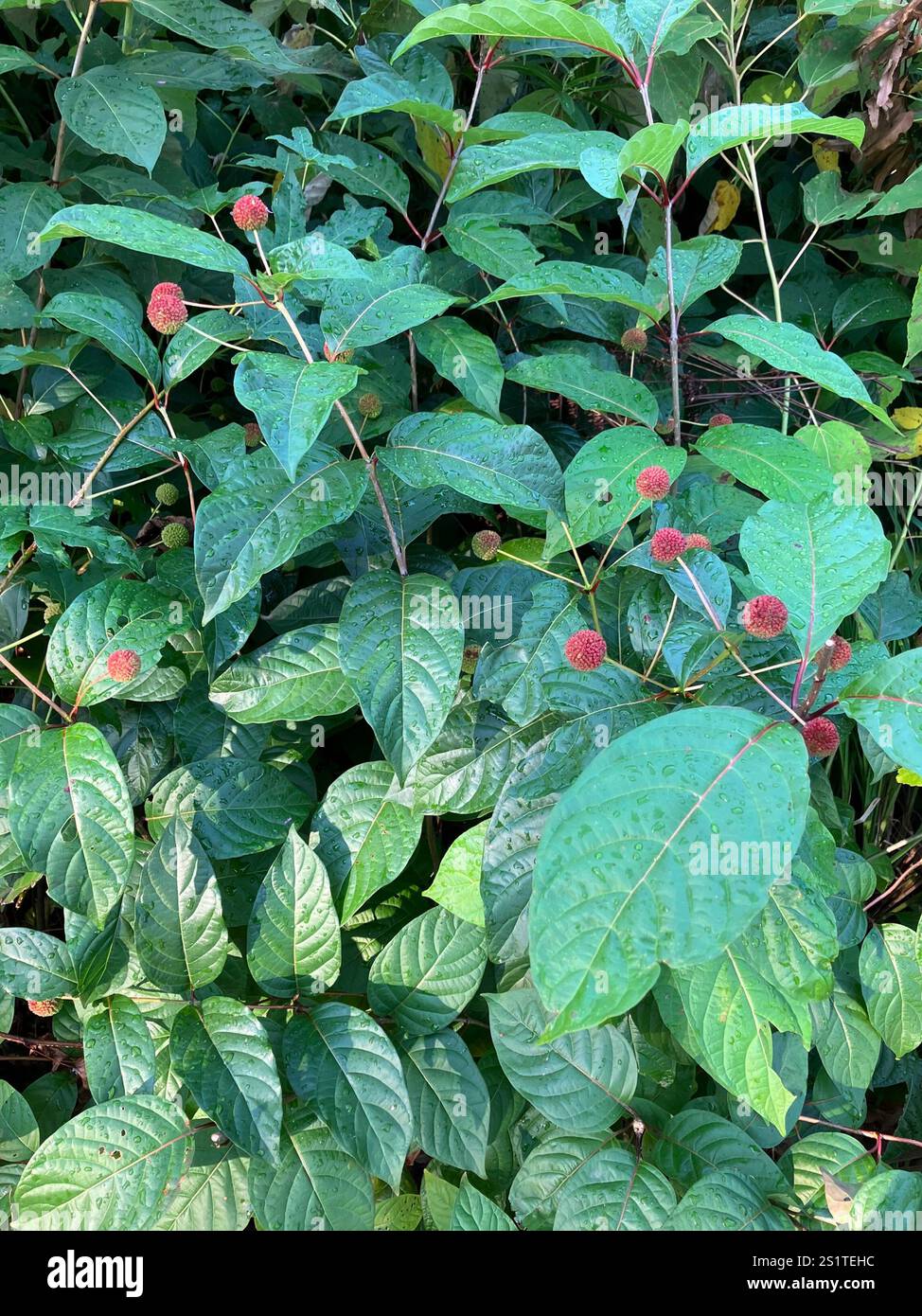 buttonbush (Cephalanthus occidentalis Stock Photo - Alamy