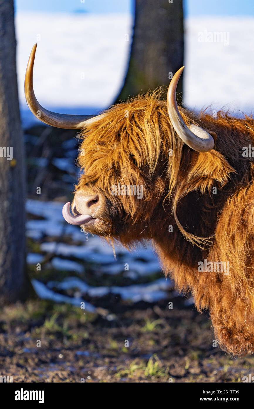 A Highland cow with tongue sticking out and long horns in natural ...