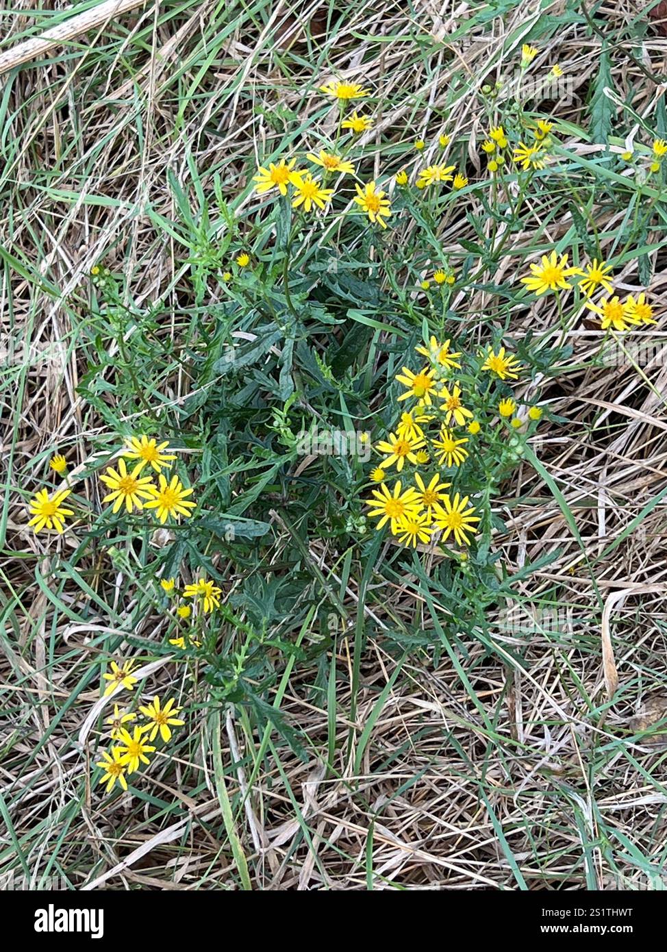 Sheep Ragwort Narrow-leaved Ragwort (Senecio inaequidens Stock Photo - Alamy