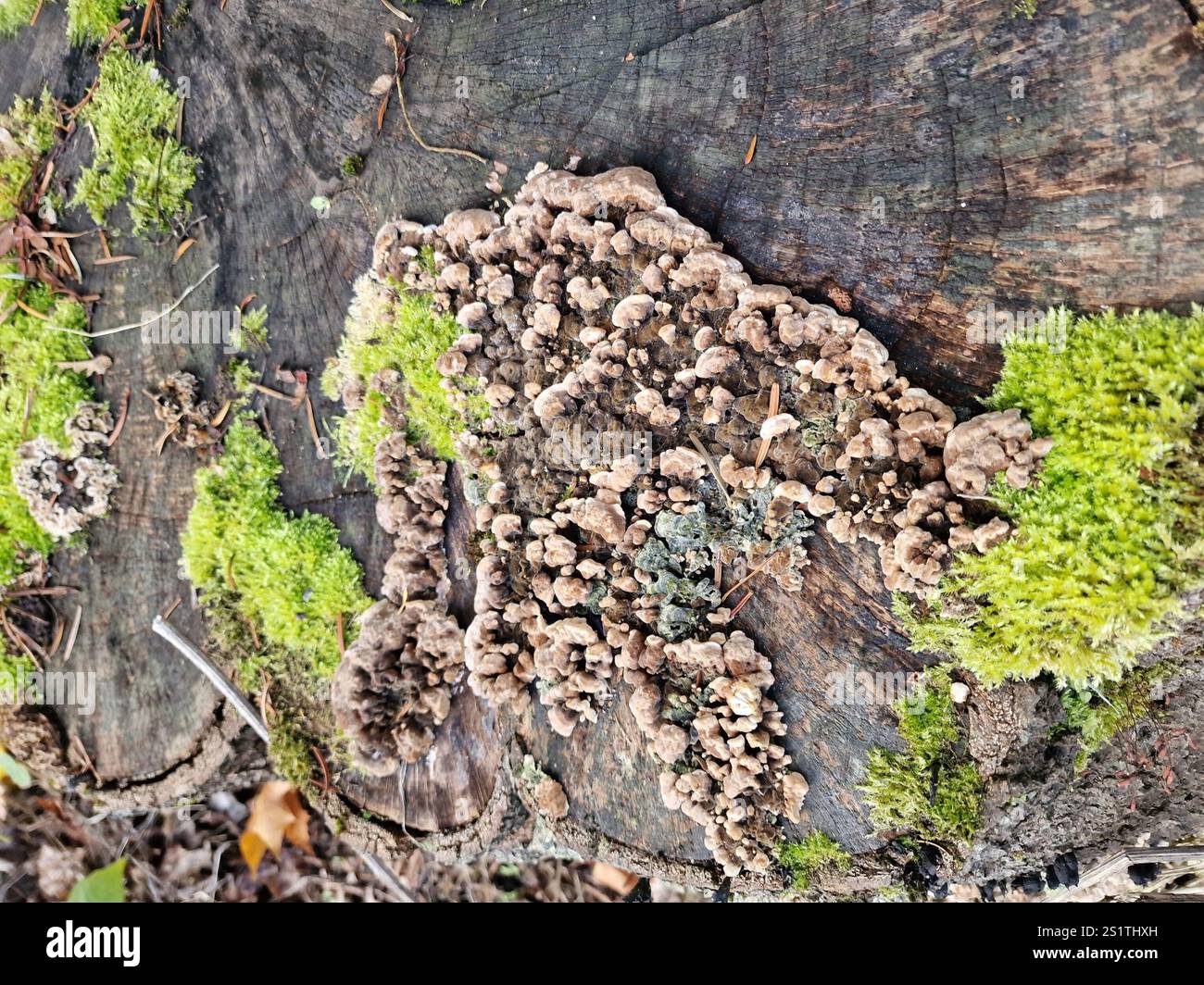 Bleeding Oak Crust (Stereum gausapatum Stock Photo - Alamy