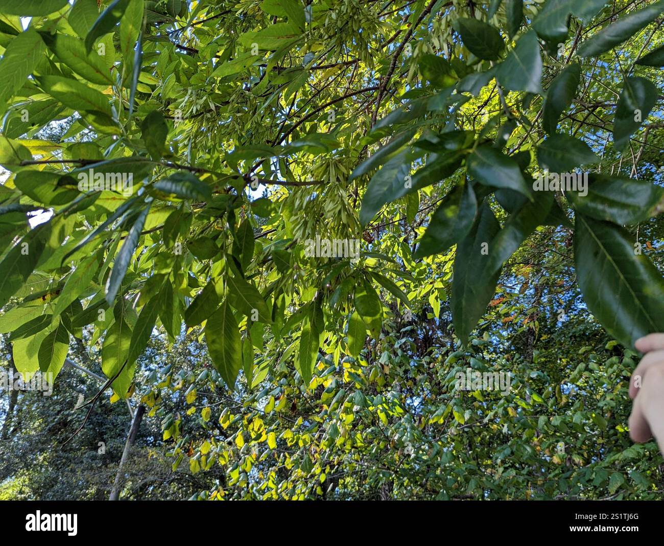 green ash (Fraxinus pennsylvanica Stock Photo - Alamy