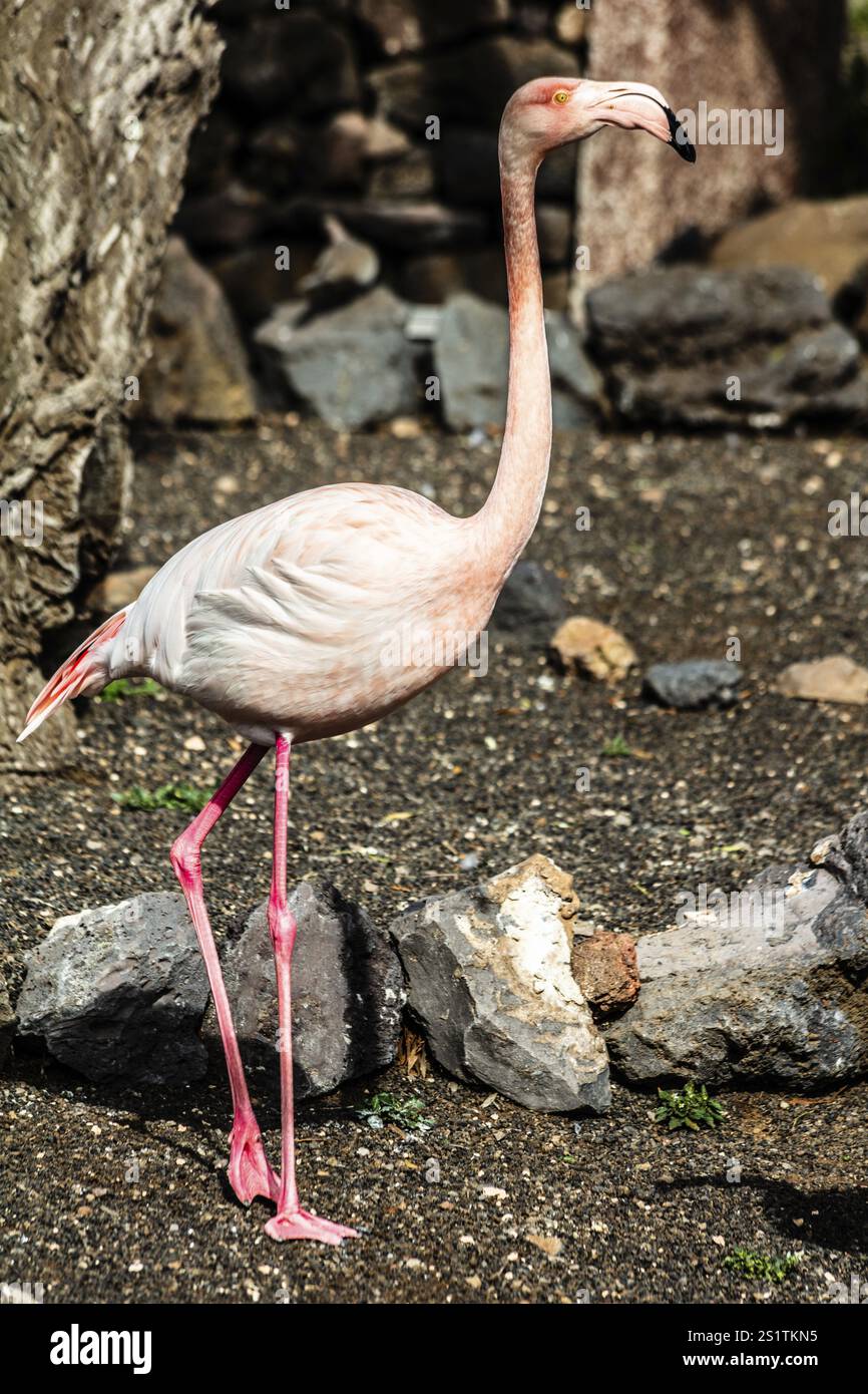 2016, Raimund Franken, Model Release:Not, Property Release: Not Guinate, Lanzarote, Guinate Tropical Park, ESP, Spain, Canary Islands, Canary Islands Stock Photo