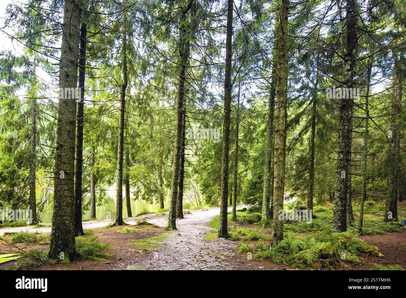 Pfad durch den wald hi-res stock photography and images - Alamy