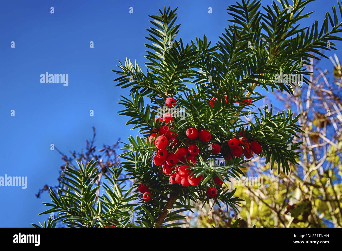 Yew tree with red berries hi-res stock photography and images - Alamy