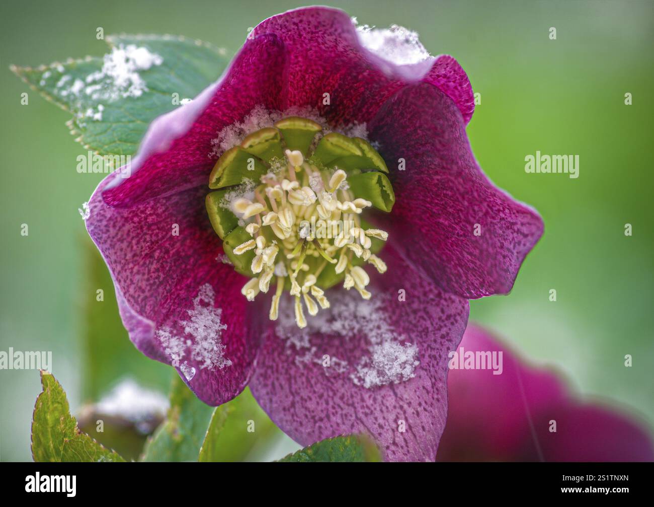 Lenten roses hires stock photography and images Alamy