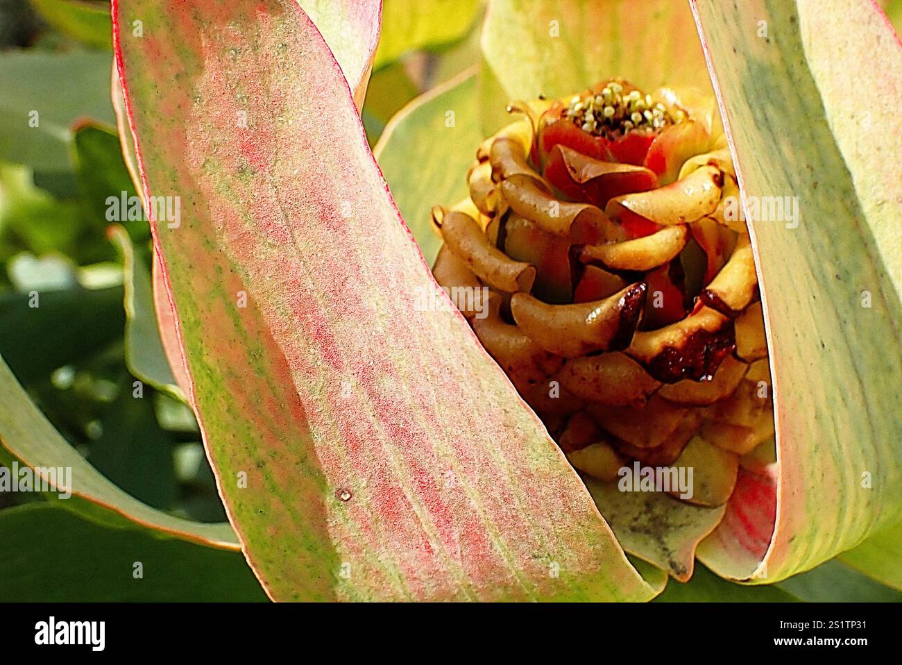 Spicy Conebush (Leucadendron tinctum) Stock Photo
