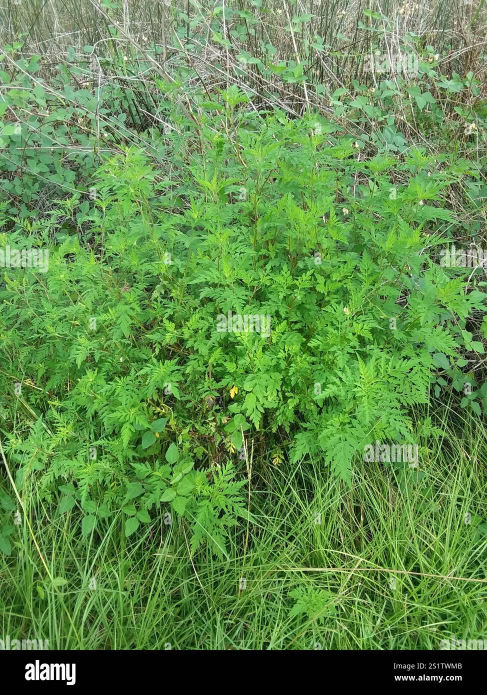 common ragweed (Ambrosia artemisiifolia Stock Photo - Alamy
