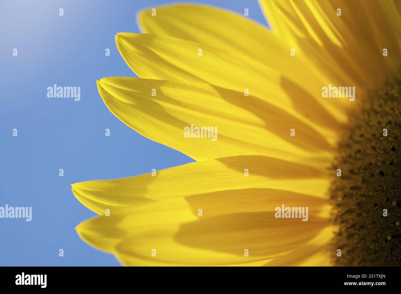 Sunflower flower in yellow hi res stock photography and images Alamy
