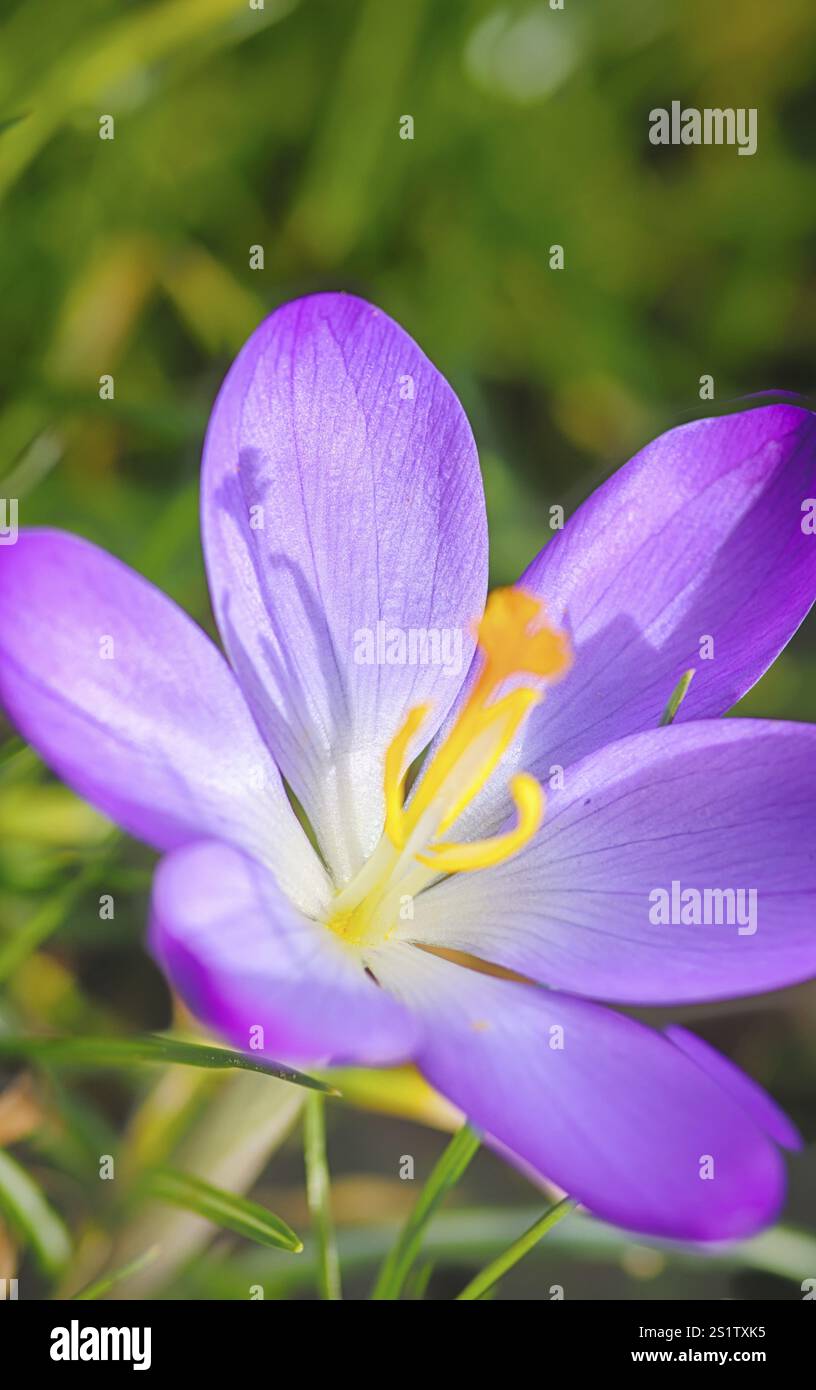 Spring awakens in the garden Stock Photo - Alamy