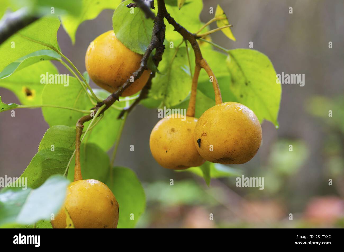 Rhino pears on the tree Stock Photo