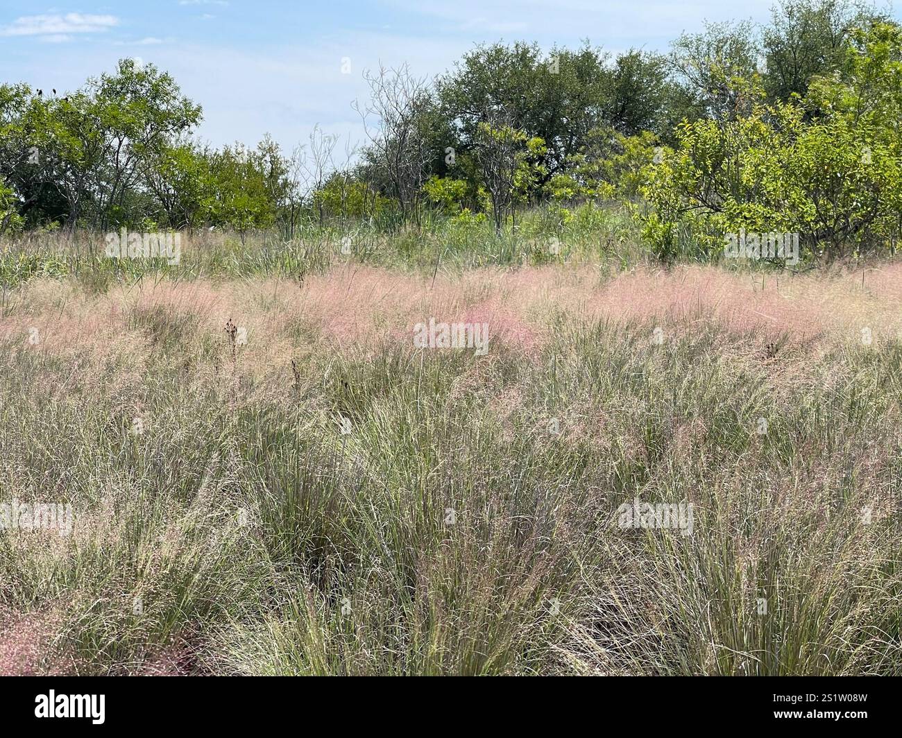 Seep Muhly (Muhlenbergia reverchonii) Stock Photo