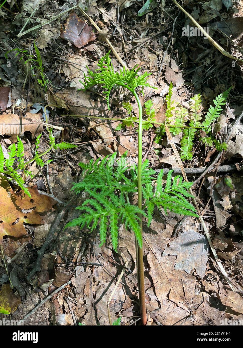 Cutleaf Grapefern (Sceptridium dissectum Stock Photo - Alamy