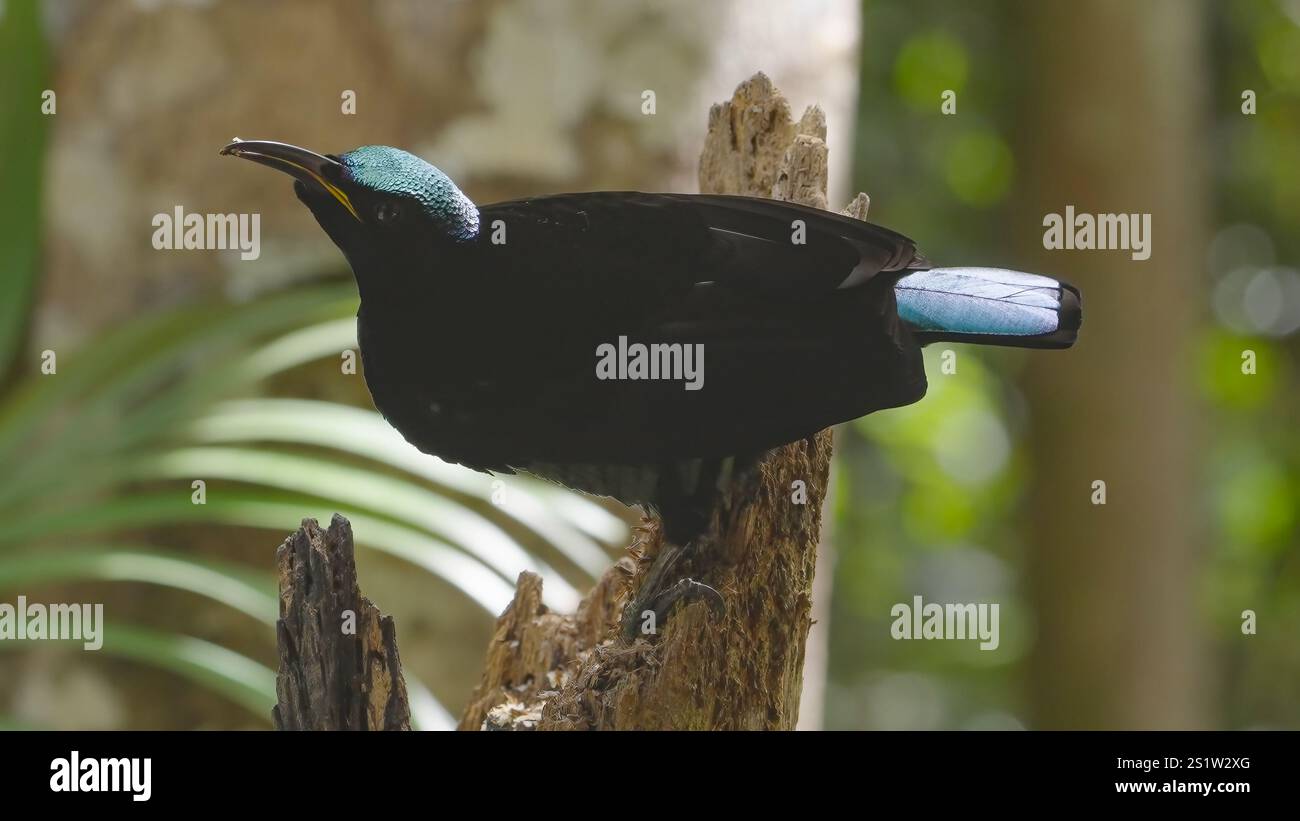 male victoria's riflebird forages for food in a decaying tree stump Stock Photo