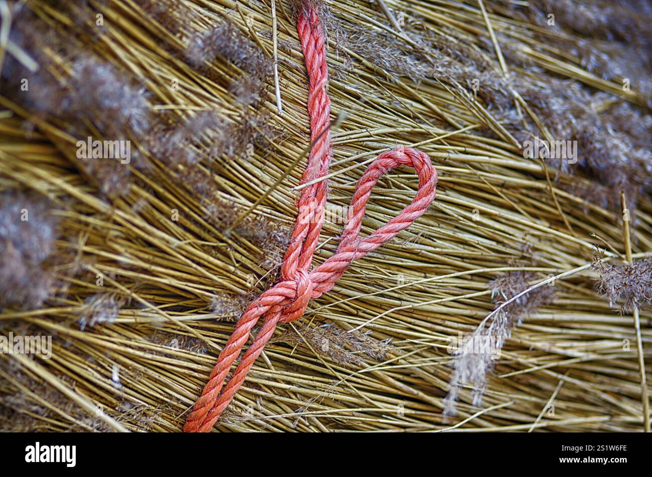 Processing of reed for thatching Stock Photo - Alamy