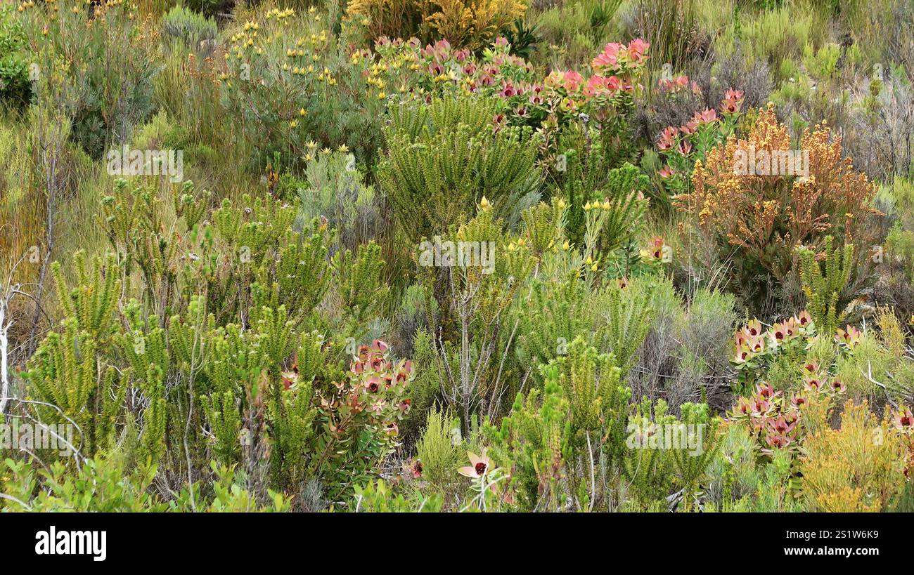 Spicy Conebush (Leucadendron tinctum) Stock Photo
