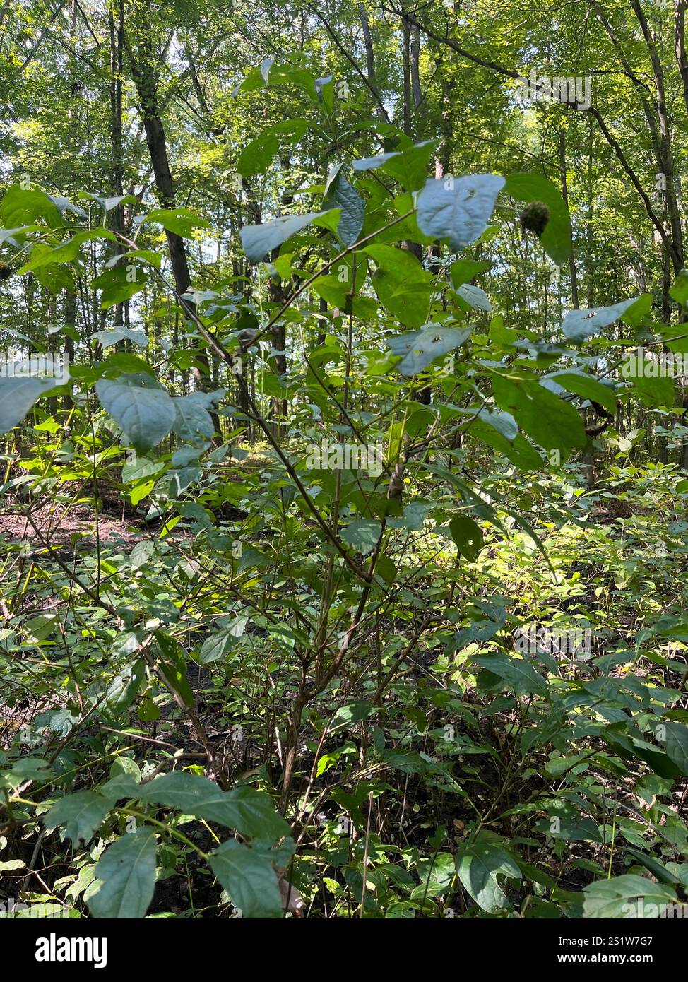 buttonbush (Cephalanthus occidentalis Stock Photo - Alamy