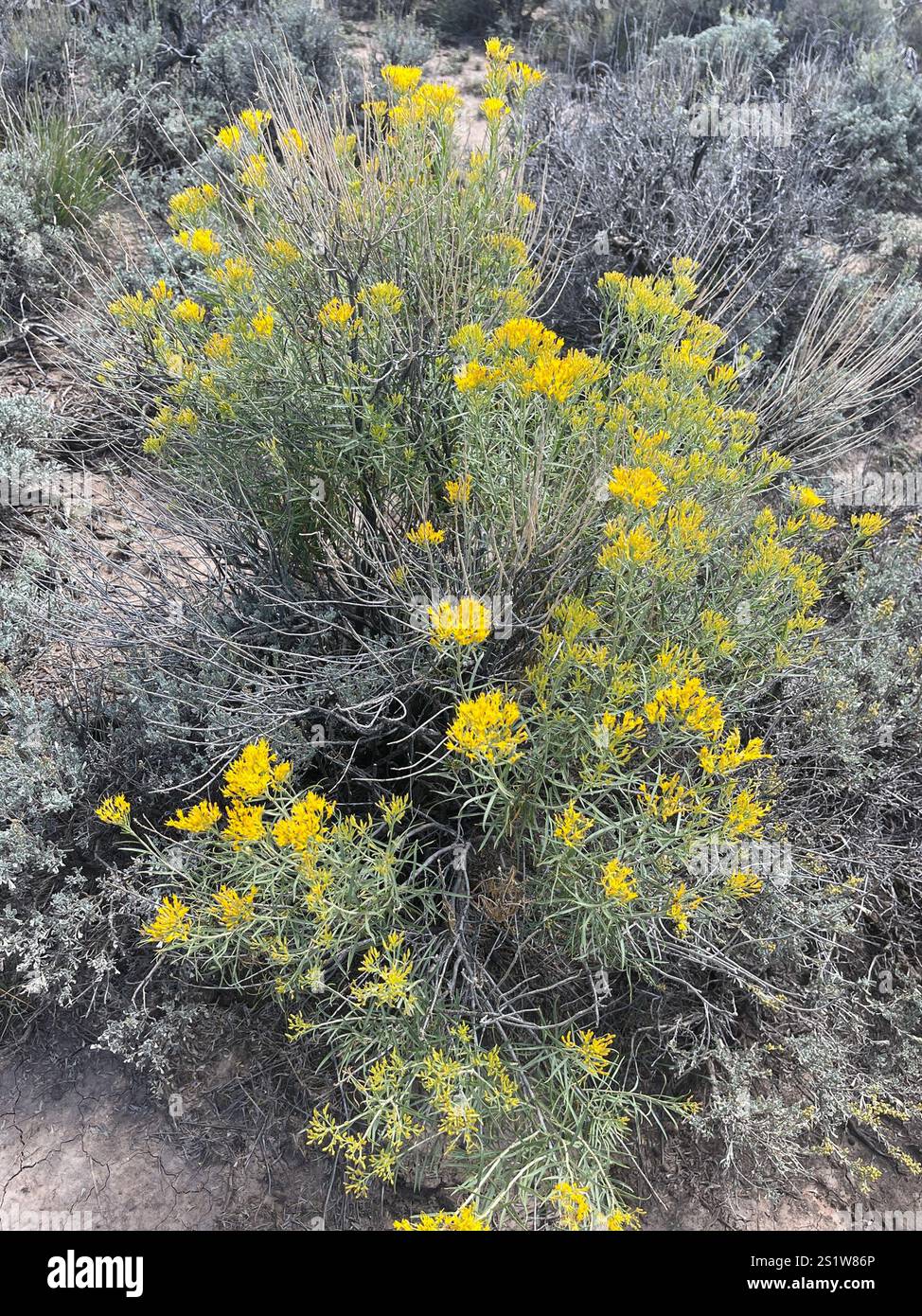 Rubber Rabbitbrush (Ericameria nauseosa Stock Photo - Alamy