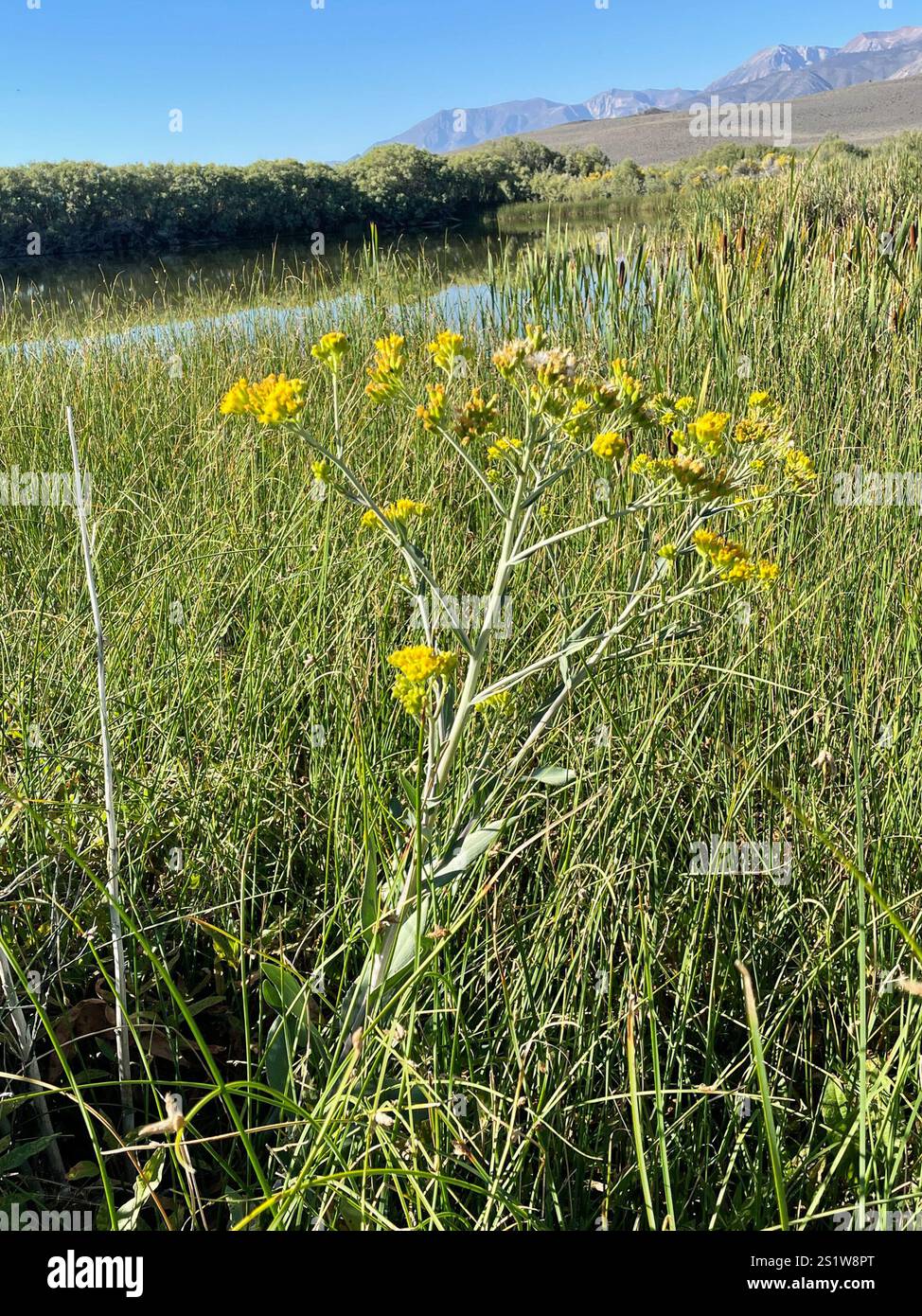 Water Ragwort water ragwort (Senecio hydrophilus Stock Photo - Alamy