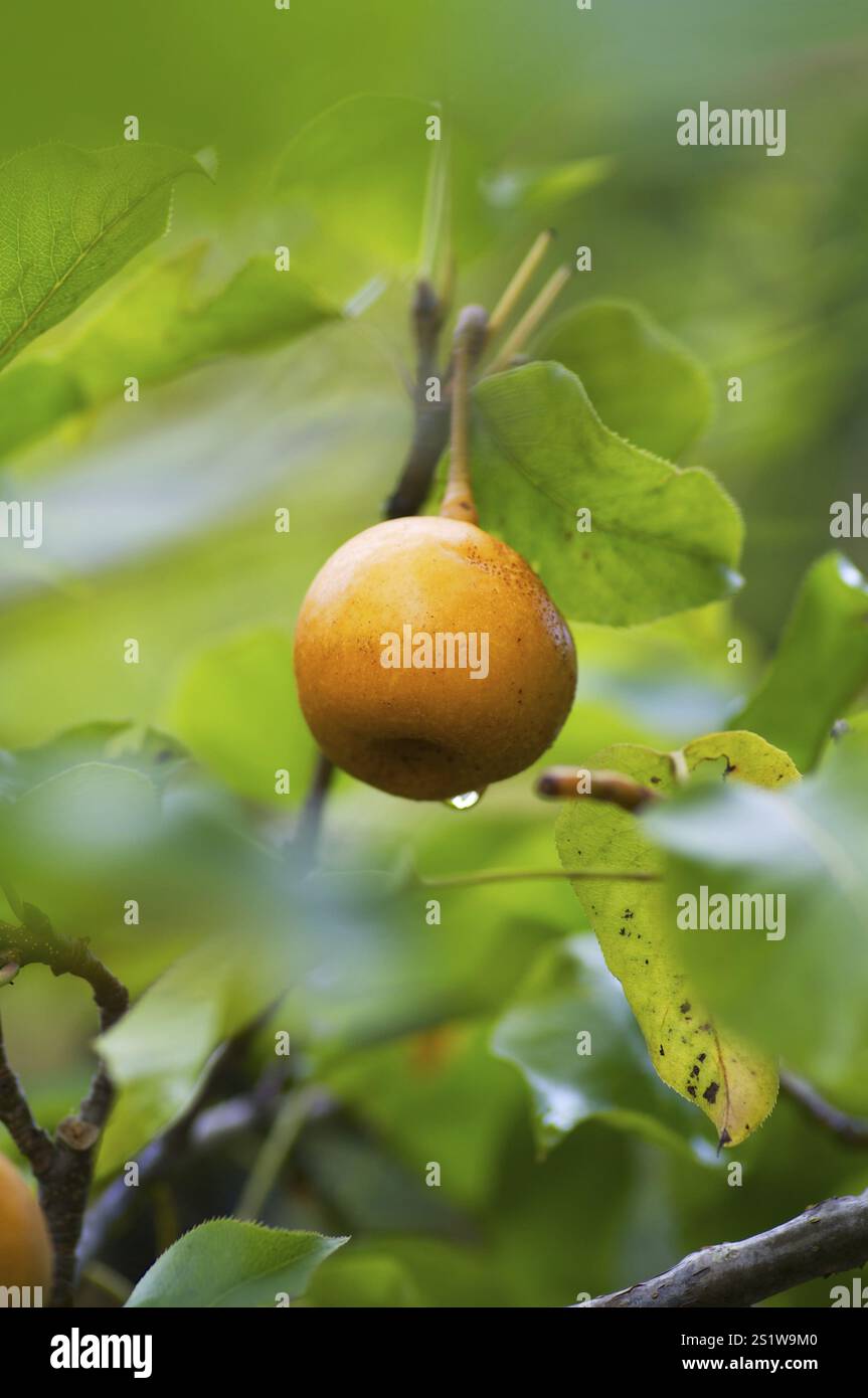 Rhino pears on the tree Stock Photo