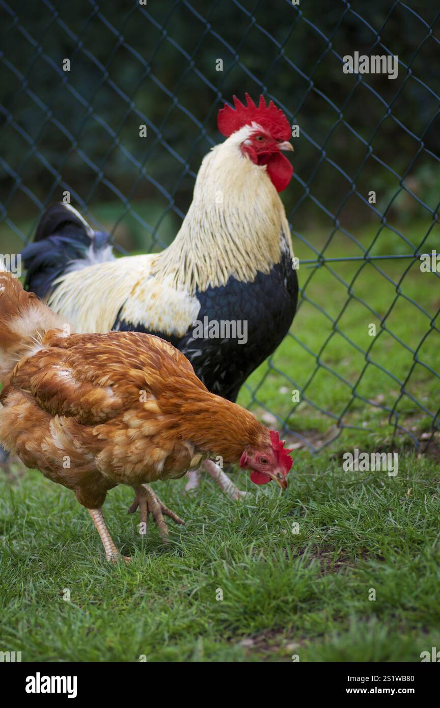 Free-range chickens Stock Photo