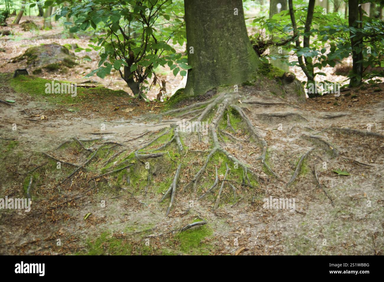 Plant root structures hi-res stock photography and images - Alamy
