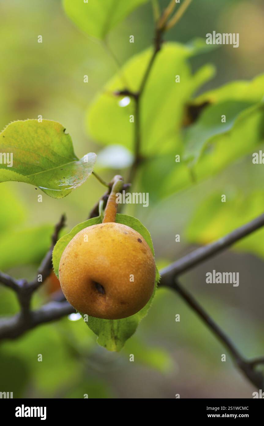 Rhino pears on the tree Stock Photo