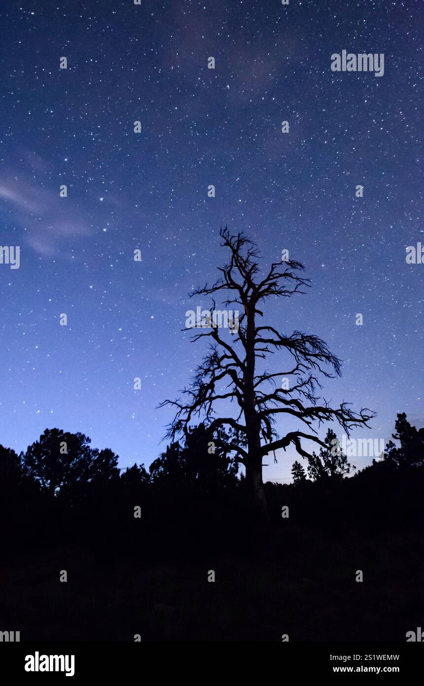 Dead pine tree silhouetted against the night sky Stock Photo