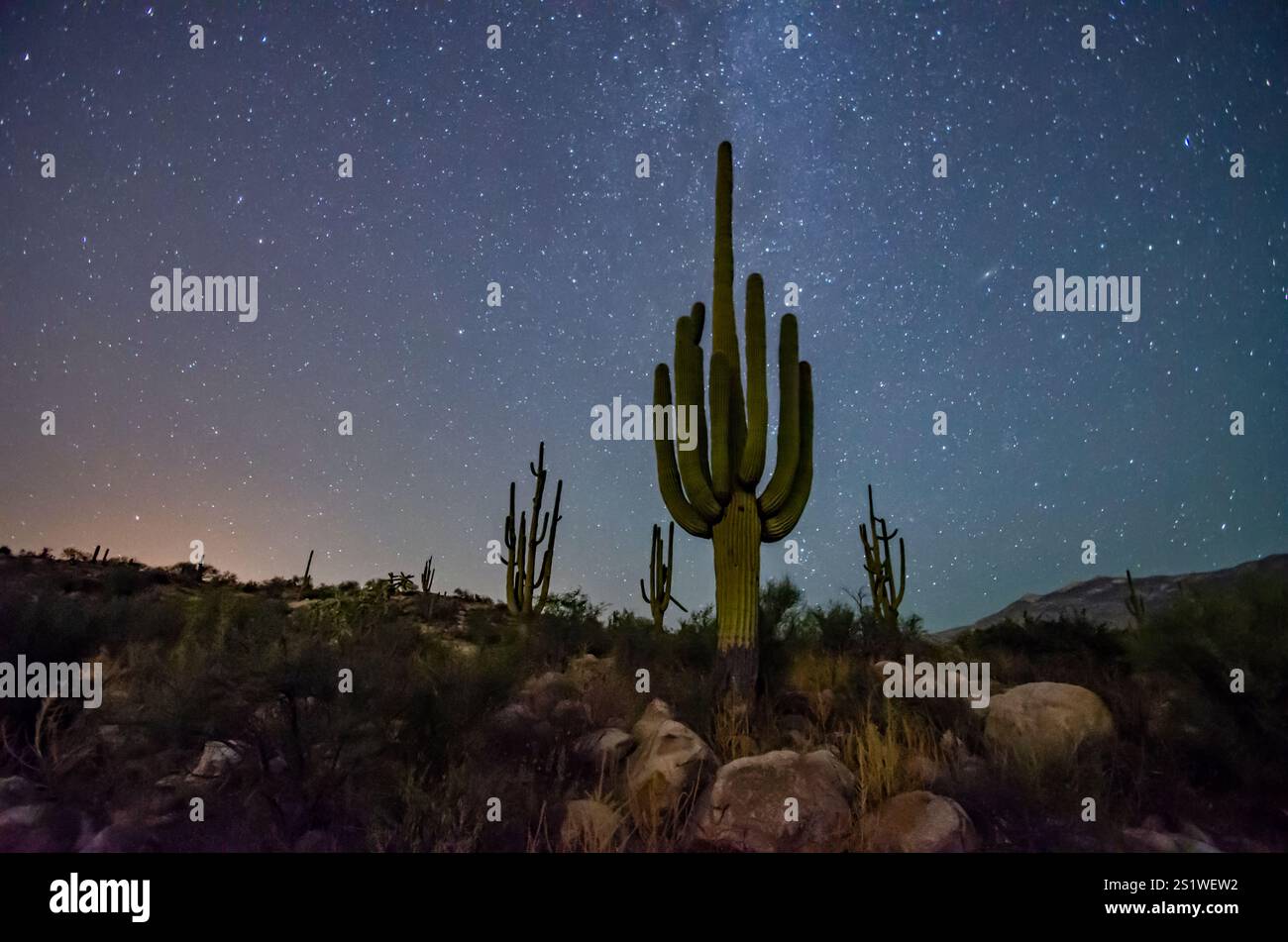 Saguaro cacti and a starry night sky Stock Photo - Alamy