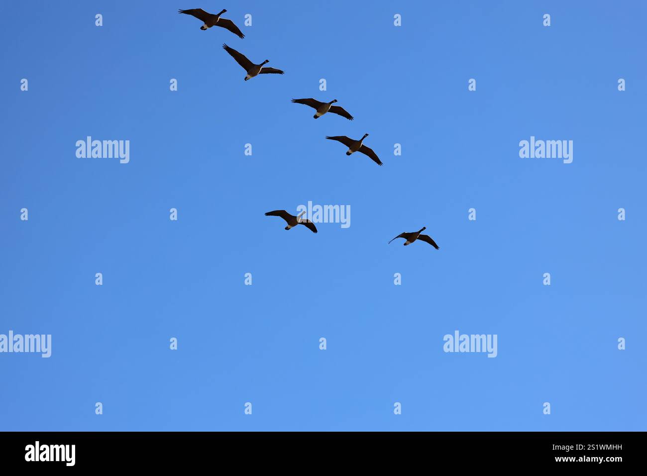 six Canada geese in flight against a cloudless deep blue sky Stock Photo