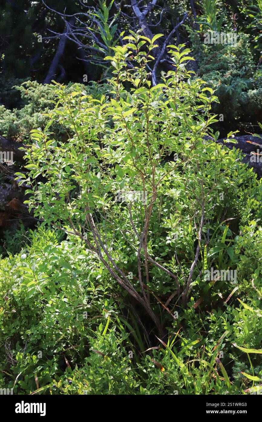 strawberry guava plants Guava Bundle: Strawberry Guava & Lemon Guava – Sow Exotic