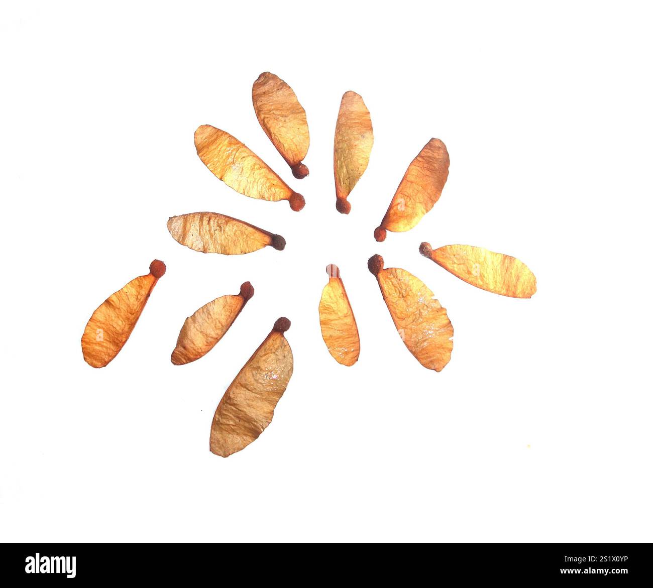 Samara (one-winged) seeds, probably Argyrodendron sp., collected from rainforest floor in January (wet season), Daintree National Park, Queensland Stock Photo