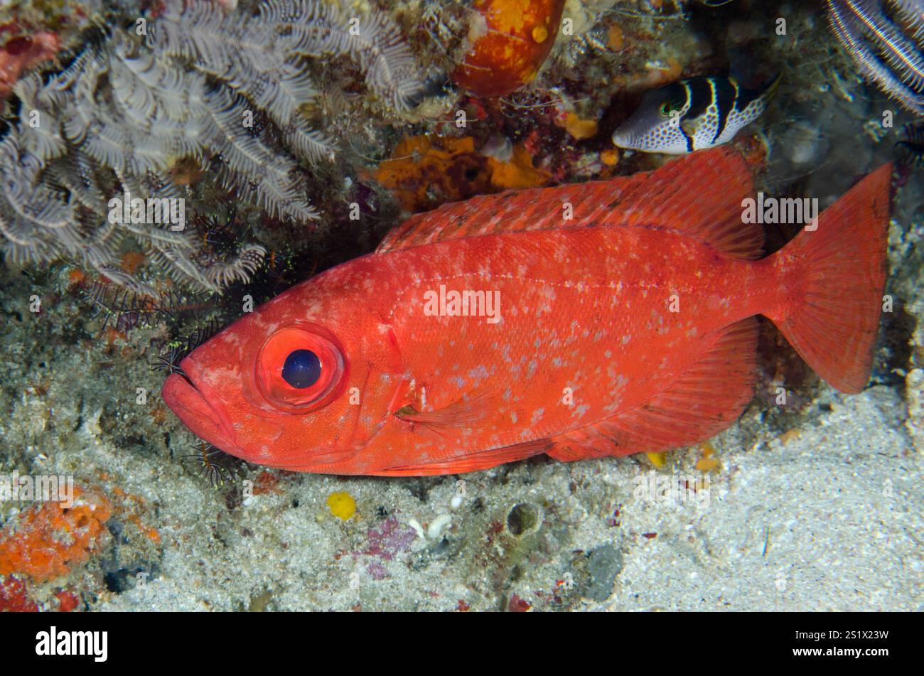 Bloch's Bigeye, Priacanthus blochii, with Black-saddled Toby, Canthigaster valentini, Mimpang dive site, Candidasa, Bali, Indonesia Stock Photo