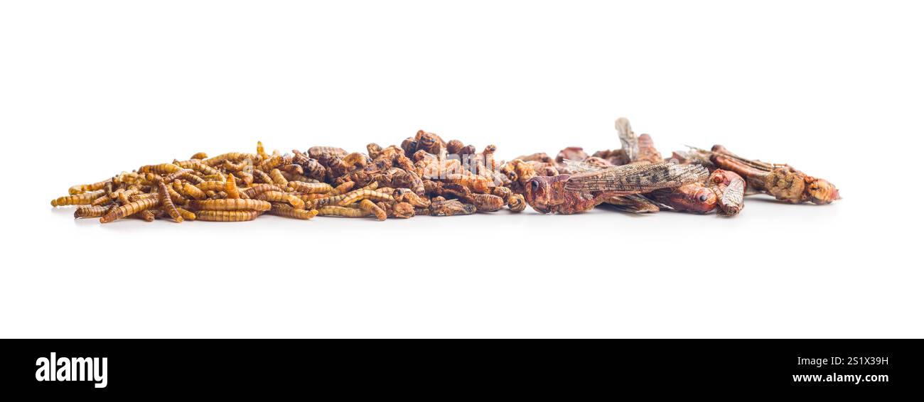 Dried salted insect. Mealworms, grasshoppers and crickets isolated on a ...