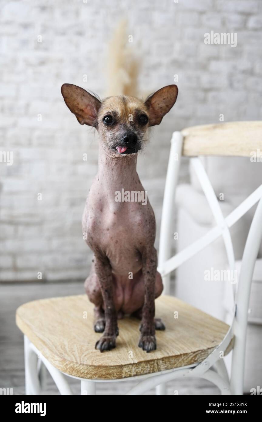 mexican hairless