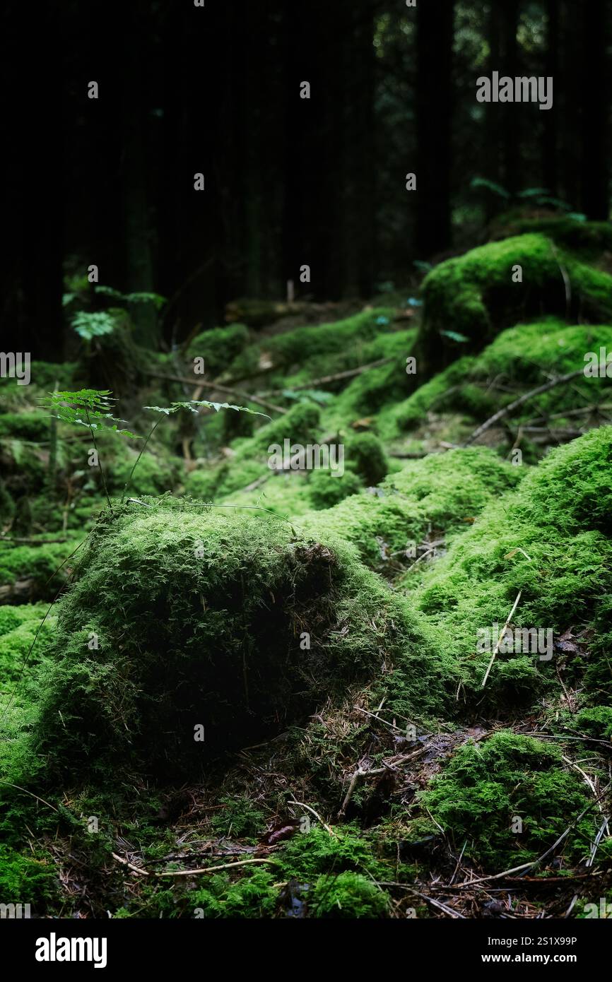 Lush green moss covers the forest floor in a serene woodland setting ...