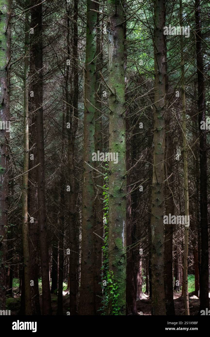 Lush forest with tall trees in a tranquil natural setting Stock Photo ...