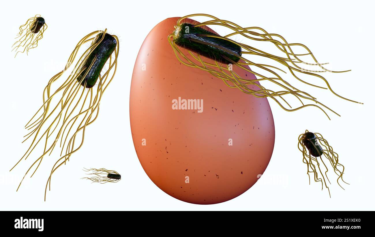 Eggs can sometimes be contaminated with Salmonella bacteria, which can cause food poisoning; 3d rendering. Stock Photo