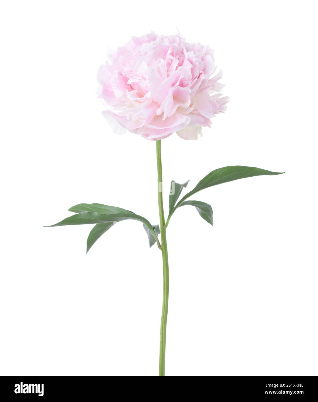 Pale pink Peony with green leaves isolated on white background Stock ...