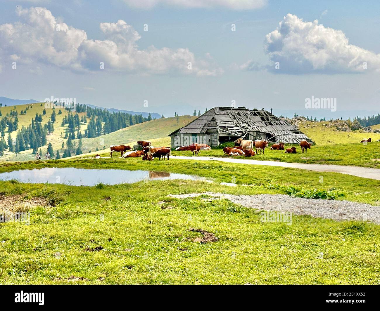 The photo captures a stunning view of the Slovenian mountains, featuring traditional skanzen houses and grazing cows. - Smartphone Captured Stock Image