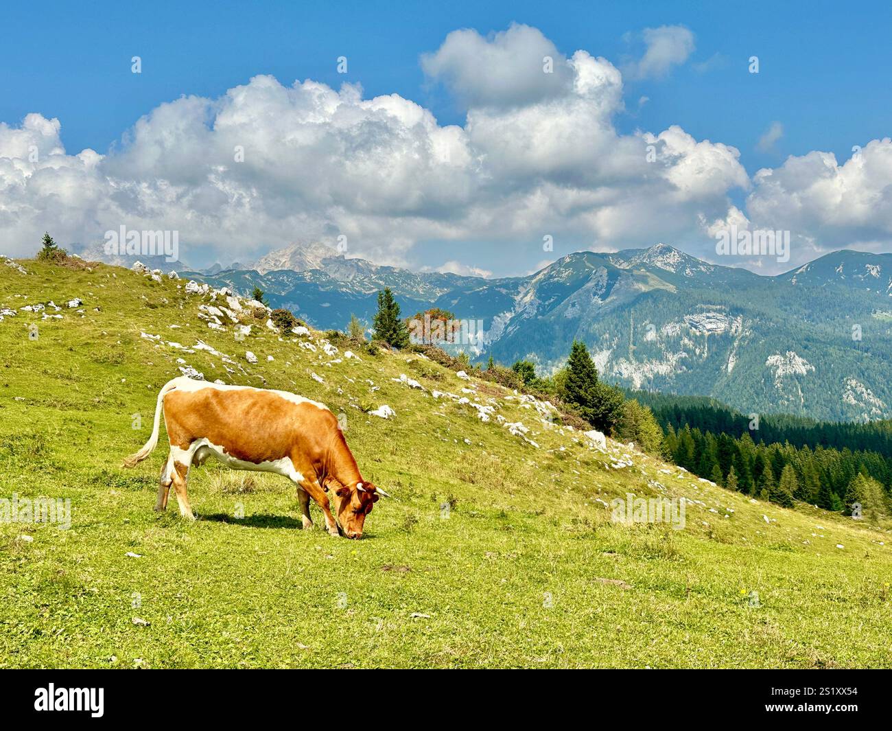 The photo captures a stunning view of the Slovenian mountains, featuring traditional skanzen houses and grazing cows. - Smartphone Captured Stock Image
