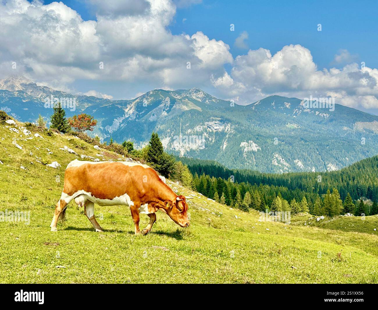 The photo captures a stunning view of the Slovenian mountains, featuring traditional skanzen houses and grazing cows. - Smartphone Captured Stock Image
